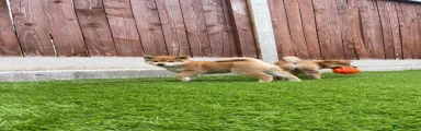 Japanese Shiba Inu Puppy 3