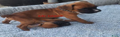 Boxer 5