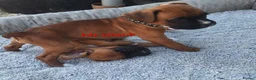 Boxer dogs for sale: Boxer puppies kc registered 5 star council licence - Advert 33