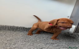 Hungarian Vizsla dogs for sale: Amazing Hungarian vizsla puppies - Image 23