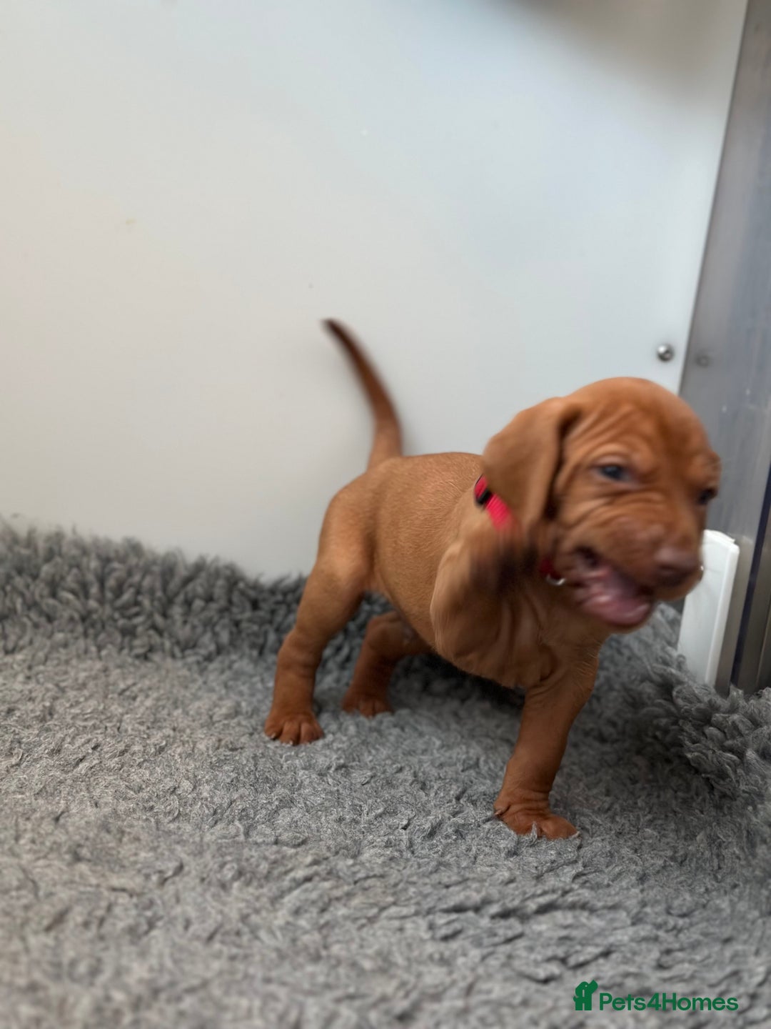 Hungarian Vizsla dogs for sale: Amazing Hungarian vizsla puppies - Image 23