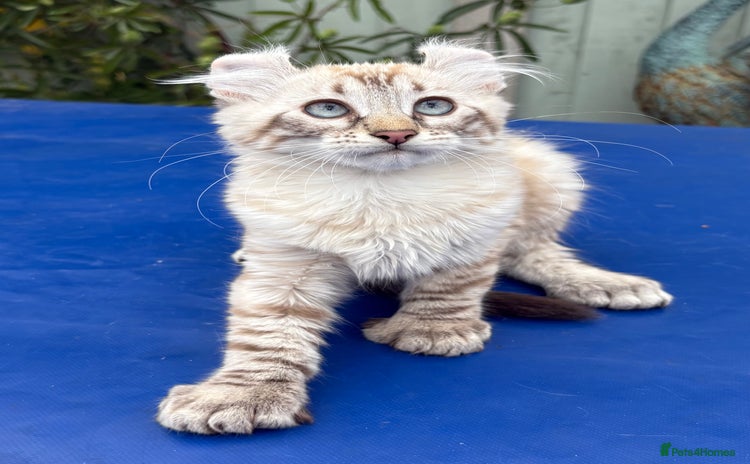 Savannah cats - Advert 1