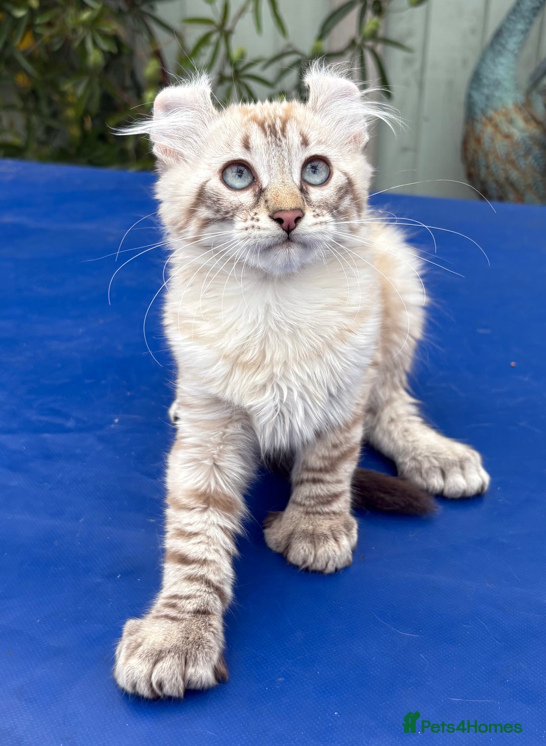 Savannah cats for sale: Breath taking rare girl - Image 1