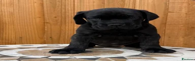 Cane Corso 2