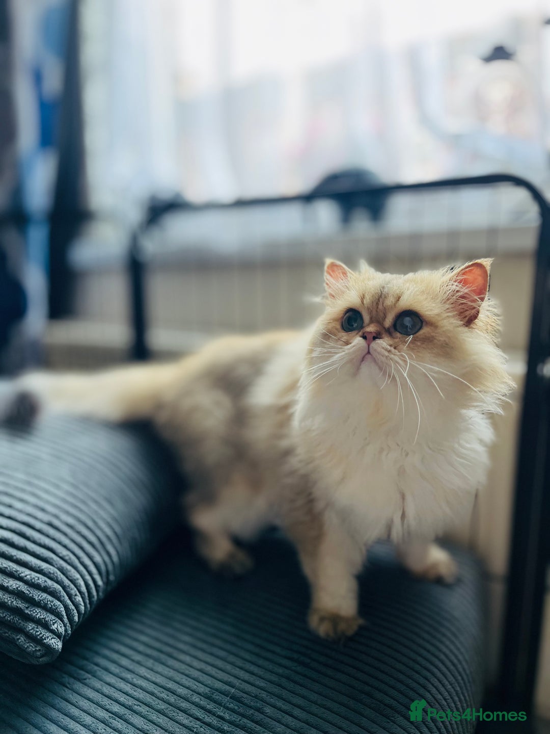 British Longhair cats for stud: 🐾🐾🐱Pretty boy looking for a girl 🐱🐾🐾 in Luton - Image 19