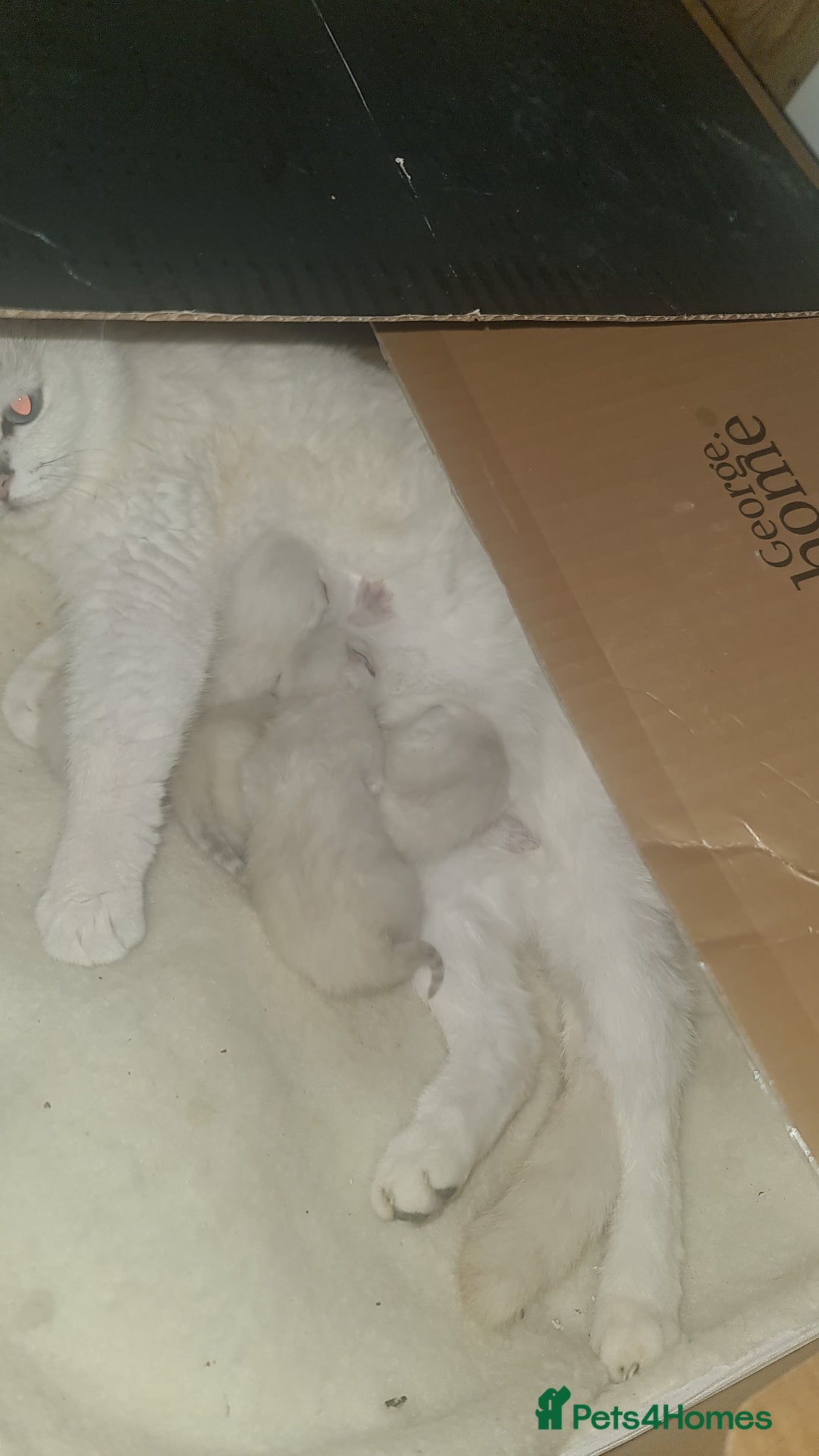 British Shorthair cats for sale: TICA REG silver tipped bsh - Image 11