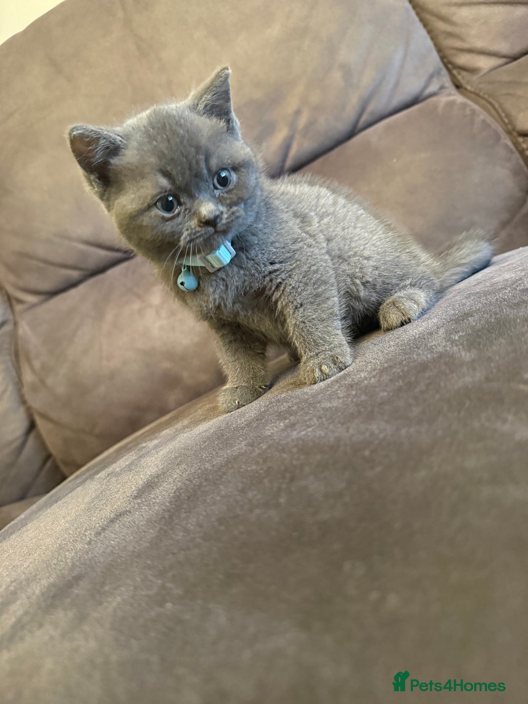 British Shorthair cats for sale: British short hair kittens  - Advert 6