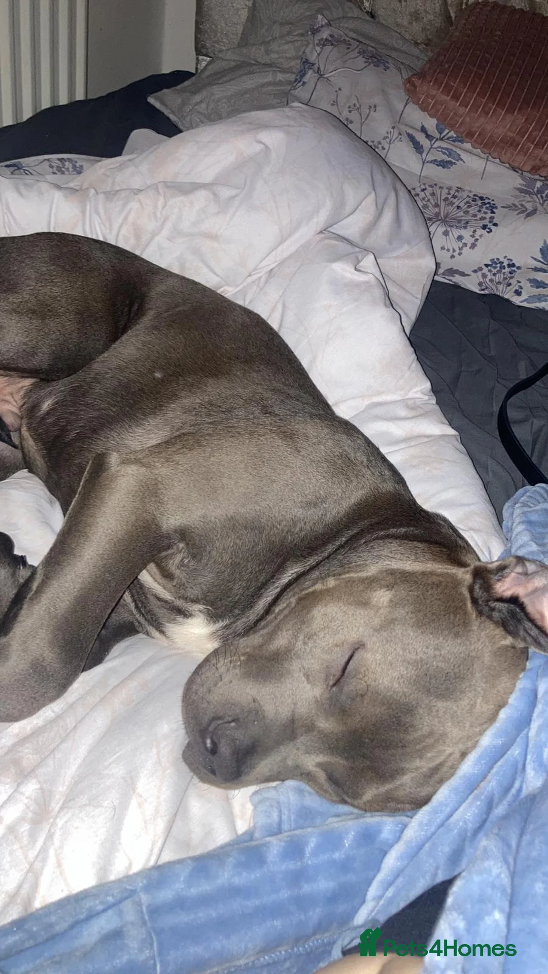 Mixed Breed dogs for sale: Zuse the tank  - Advert 2