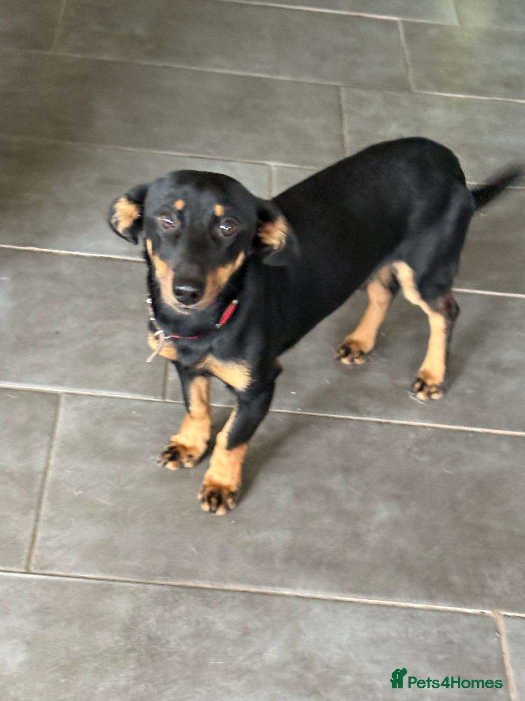 Dachshund dogs for adoption: Rocky needs Love  - Advert 10
