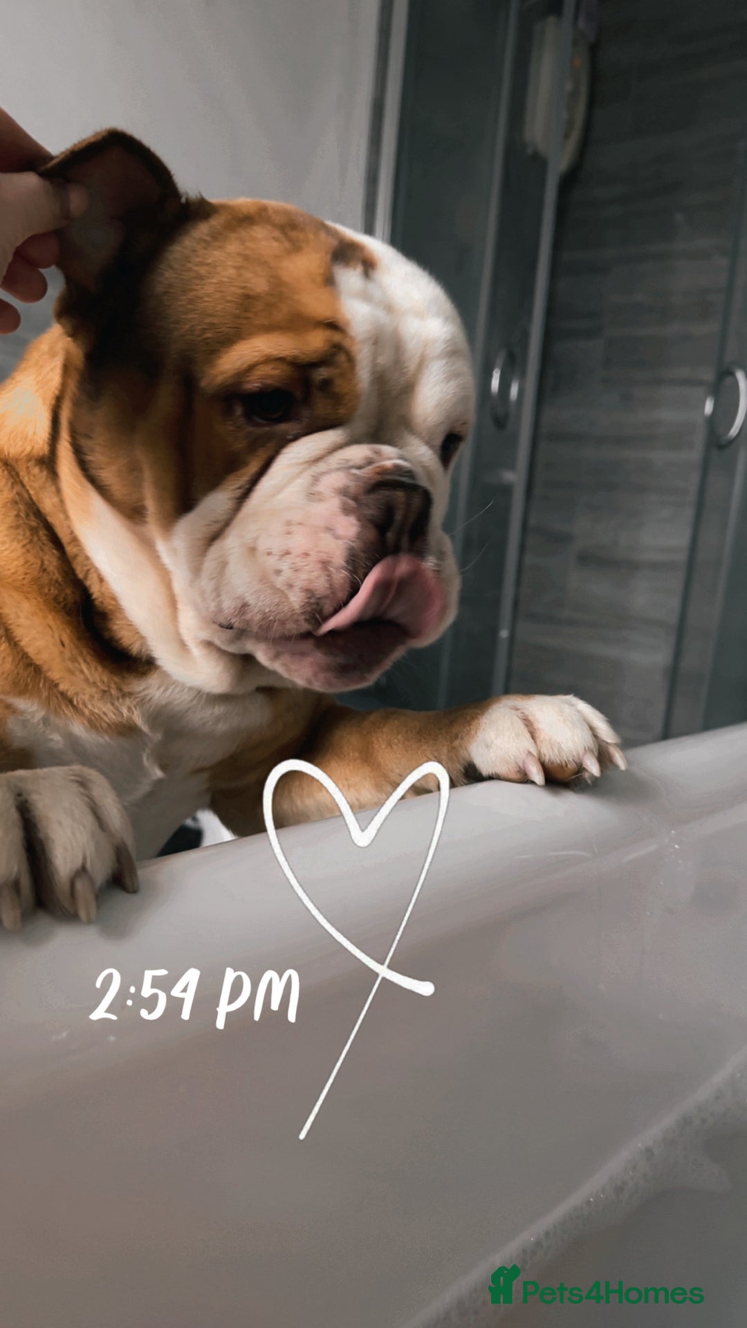 English Bulldog dogs for sale: English bully  - Advert 1