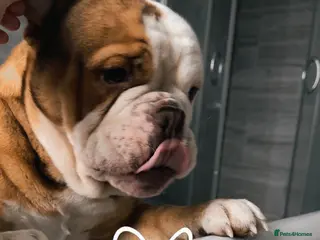 English Bulldog dogs English bully - Advert 7