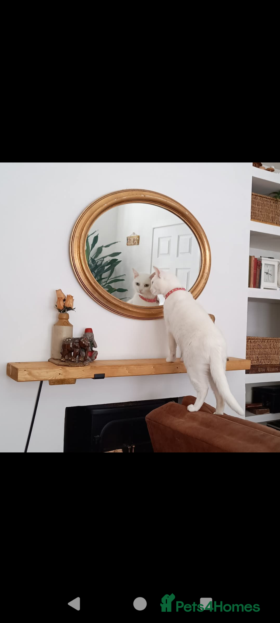 British Shorthair cats 3 yr old white British short hair - Advert 17