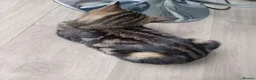 Mixed Breed cats for sale: 8kittens - Advert 1
