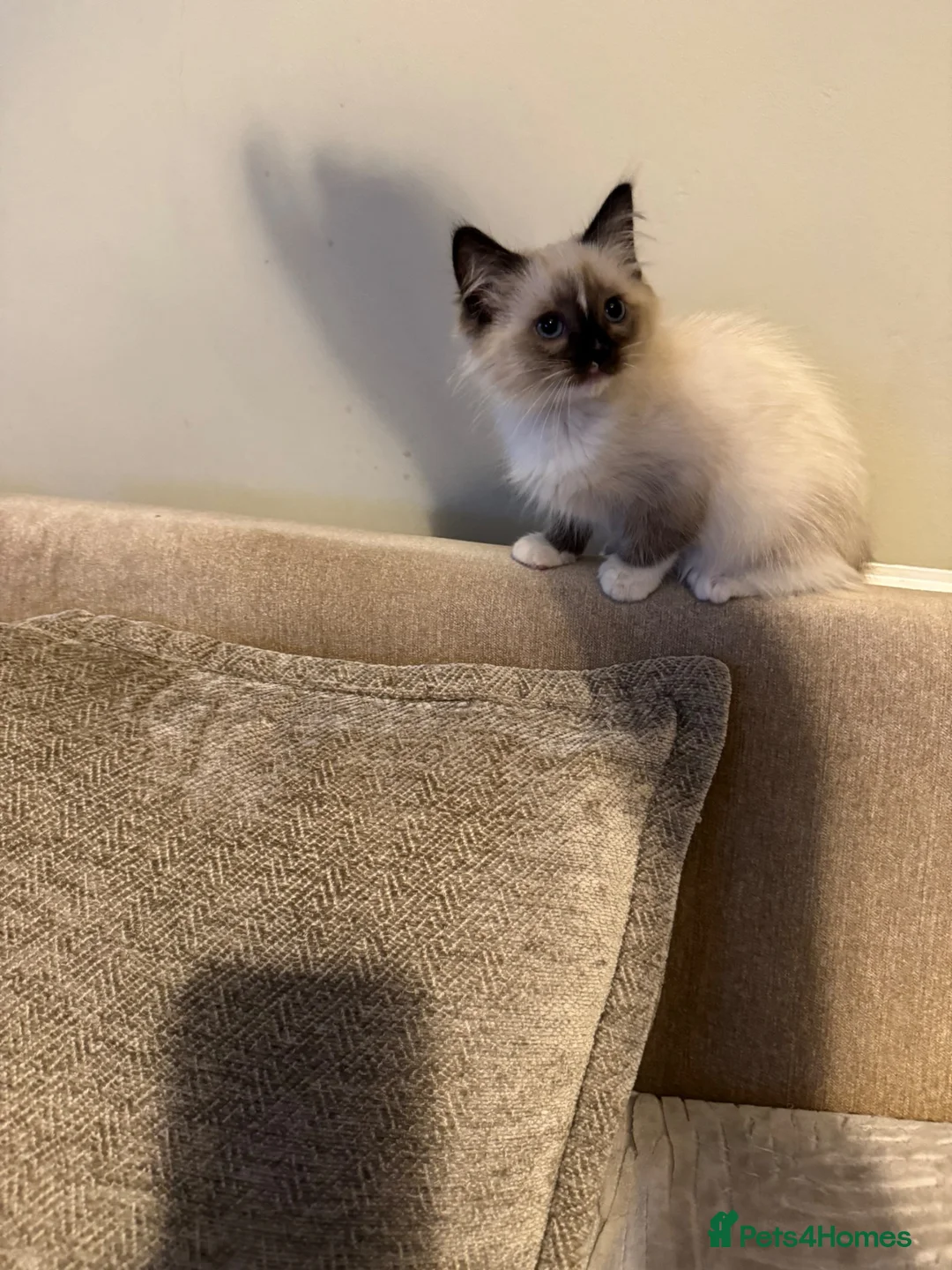 Birman cats for sale: birman kittens - Advert 4