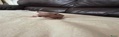 Sphynx 3 Seal Point Boy