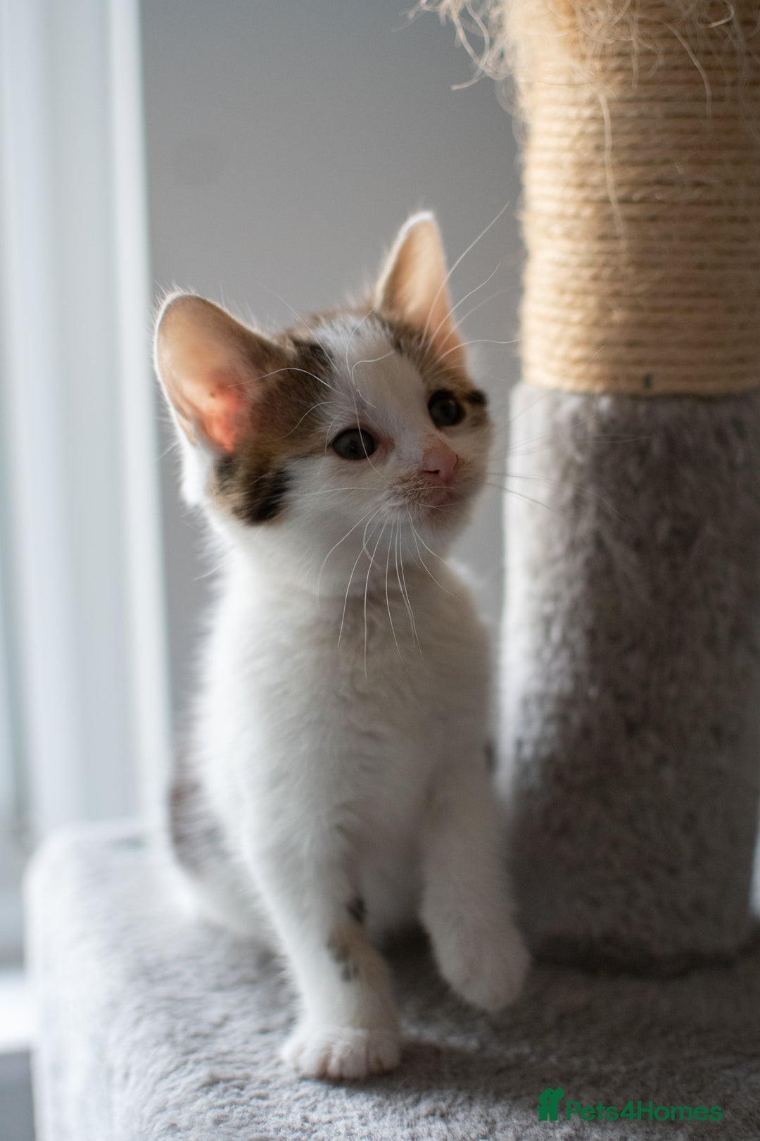 Domestic Shorthair cats for sale: Friendly kittens looking for new families - Image 6