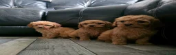 Cavapoo dogs for sale: dna clear f1 red cavapoo puppies , FAMILY REARED in Alford - Advert 6