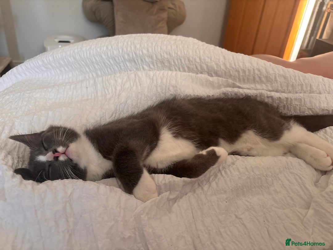 Mixed Breed cats for sale: Boy cat for rehoming - Image 7