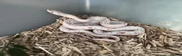 Corn Snake reptiles for sale: Stunning Palmetto Corn snake female - Advert 3