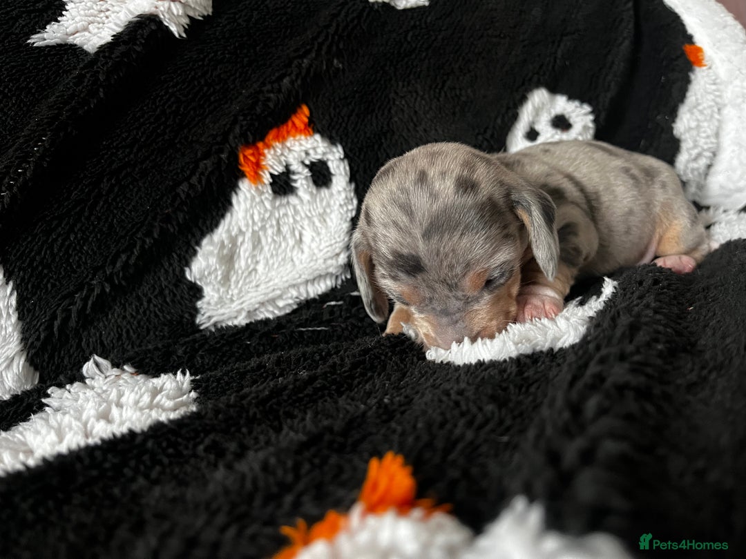 Miniature Dachshund dogs for sale: Short haired miniature dachshund puppies  - Advert 5