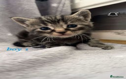 Mixed Breed cats for sale: Mainecoon mixed kittens.  - Image 1