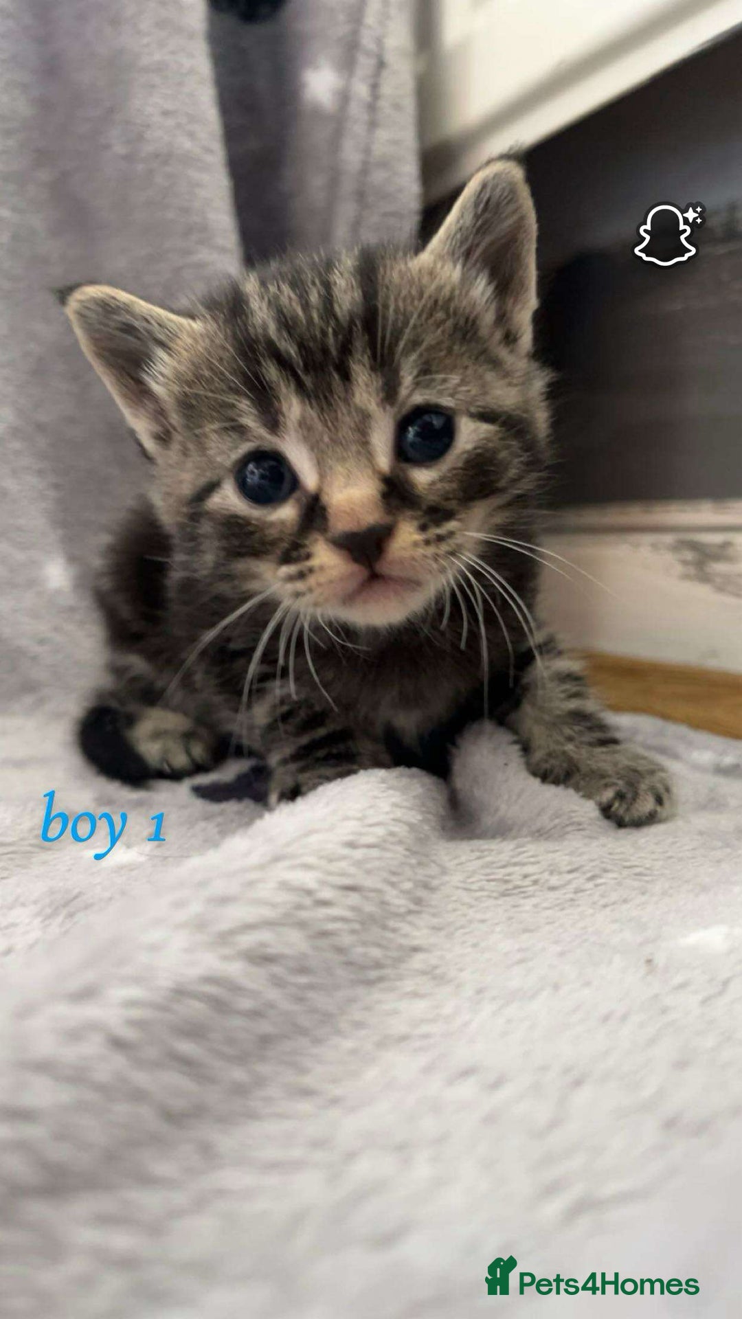 Mixed Breed cats for sale: Mainecoon mixed kittens.  - Image 1