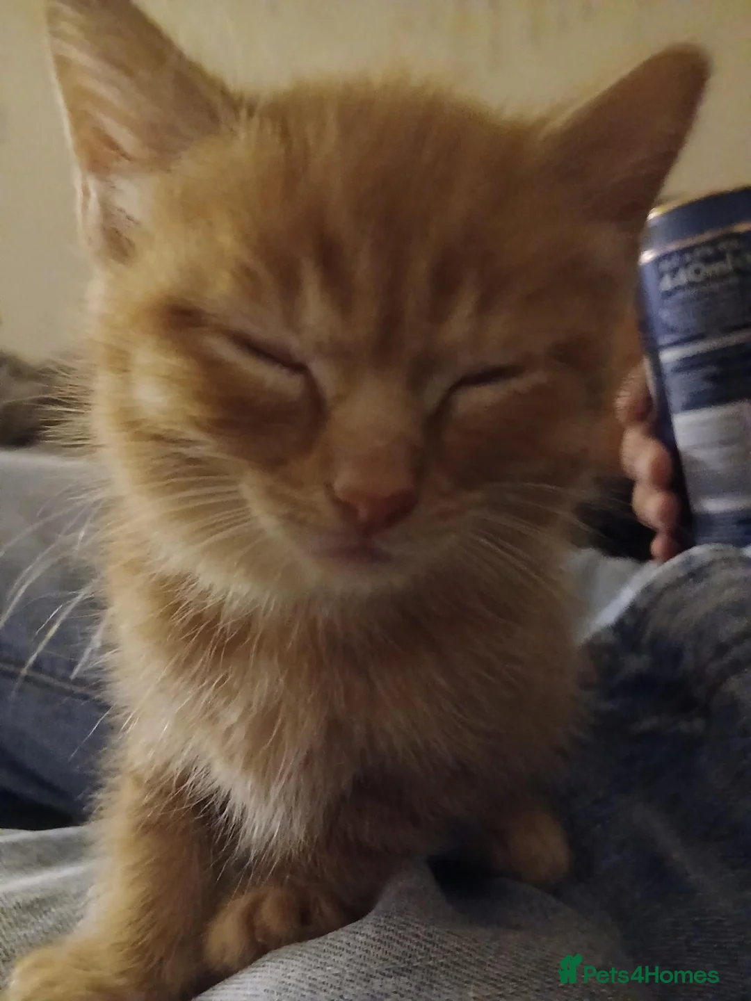 Mixed Breed cats for sale: 6.5 week old adorable kittens in Llangefni - Advert 2