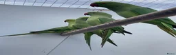 Ringnecks birds for sale: Indian Ringneck  - Advert 6