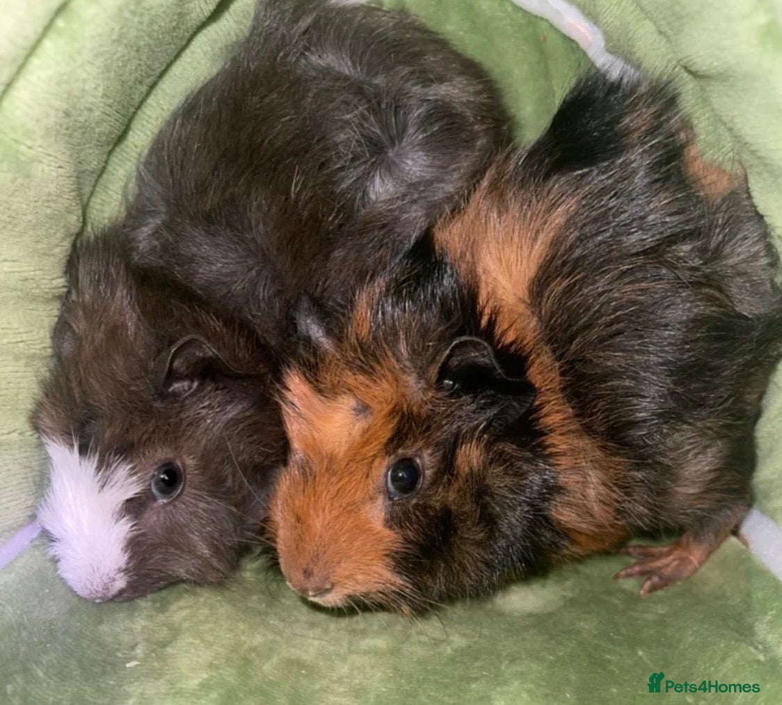 Guinea Pig rodents for sale: Beautiful baby brother guinea pigs  - Advert 1