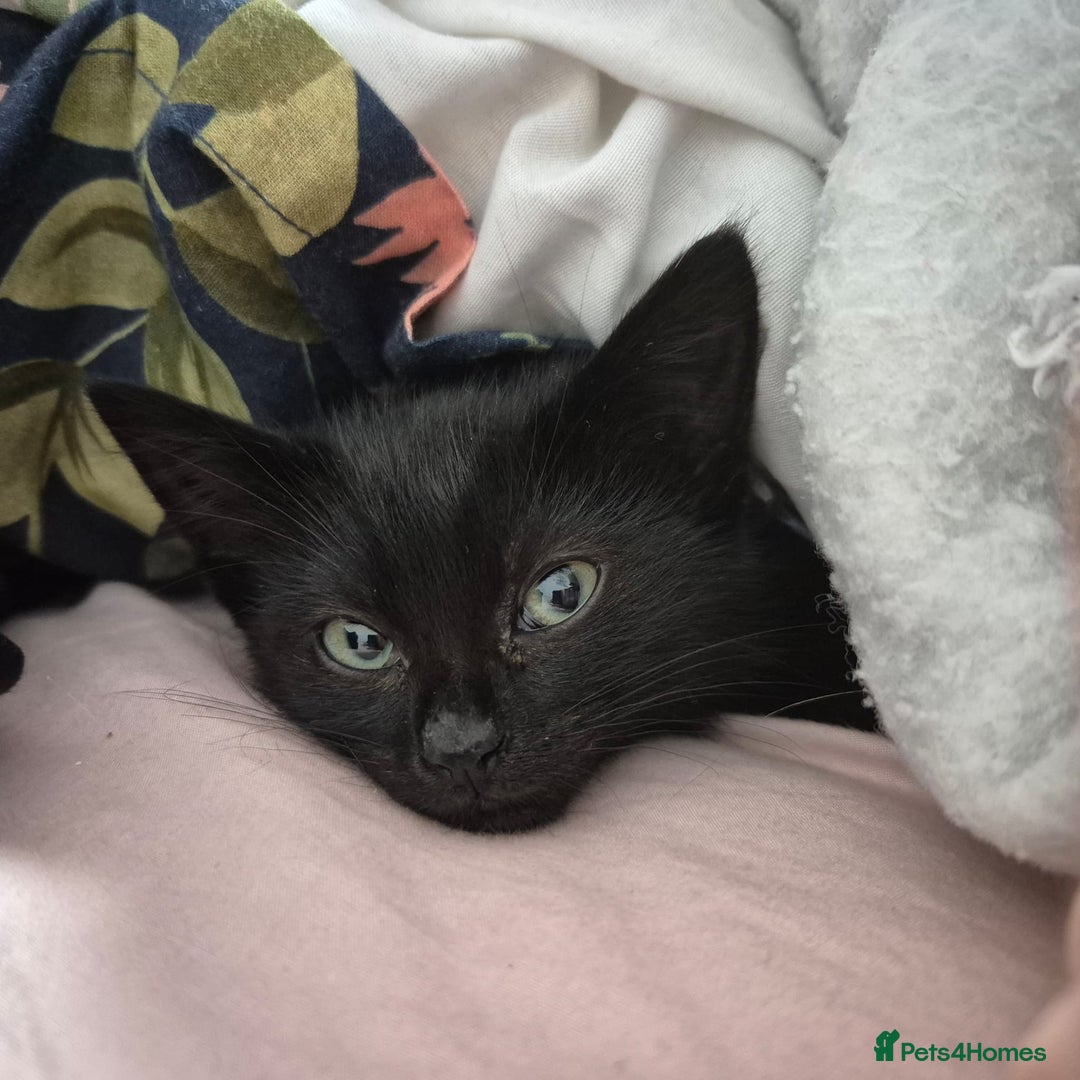 Mixed Breed cats for sale: Kitten ready for new homes - Advert 2