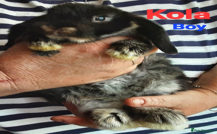 Mini Lop rabbits - Advert 11