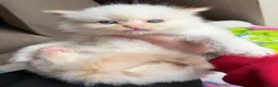 Ragdoll cats for sale: Full TICA Reg Ragdolls - Advert 13