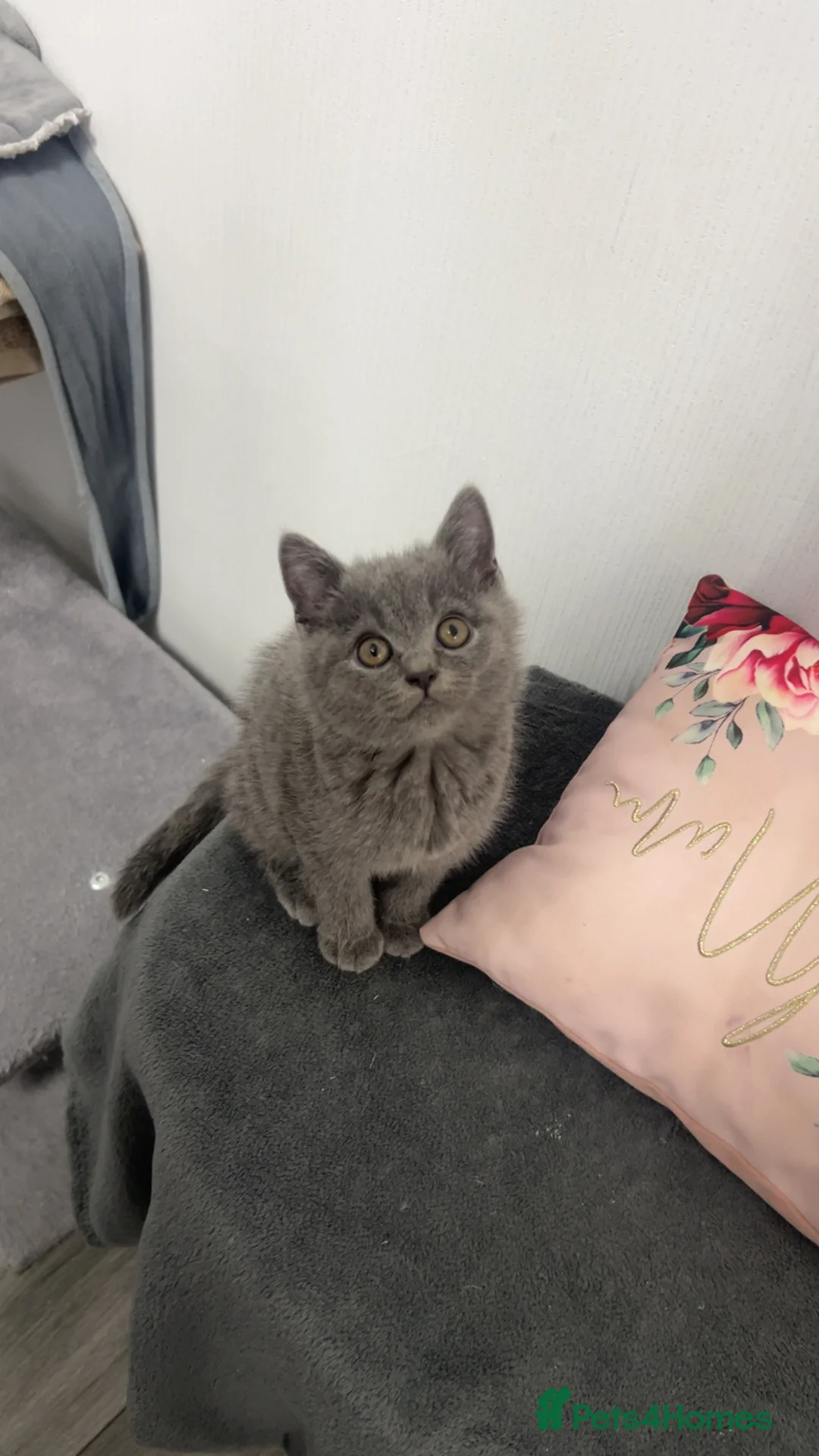 British Shorthair cats for sale: British Shorthair kittens - Advert 3