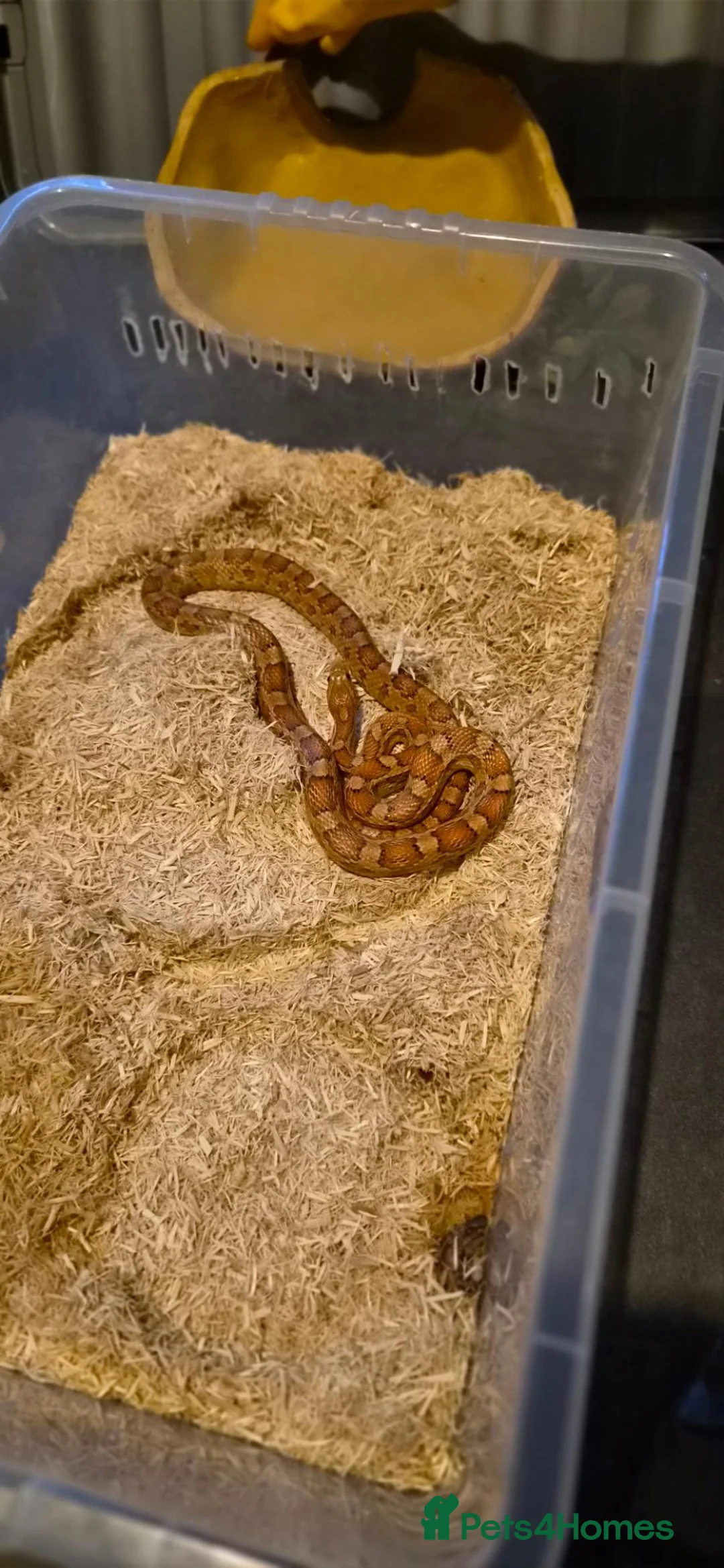 Corn Snake reptiles for sale: Corn snake with enclosure in Birmingham - Advert 2