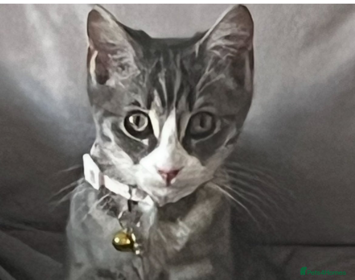 Mixed Breed cats Ragdoll x BSH - Advert 3