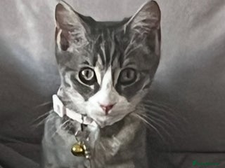 Mixed Breed cats Ragdoll x BSH - Advert 1