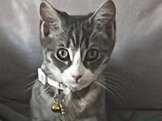 Mixed Breed cats Ragdoll x BSH - Advert 19