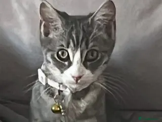 Mixed Breed cats Ragdoll x BSH - Advert 14