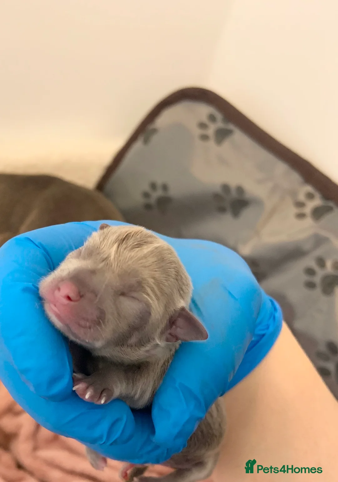 Chihuahua dogs for stud: Proven Lilac KC registered chihuahua for stud  in Liverpool - Advert 12