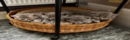 British Shorthair cats for sale: 4 beautiful British shorthair/longhair blue  - Advert 4