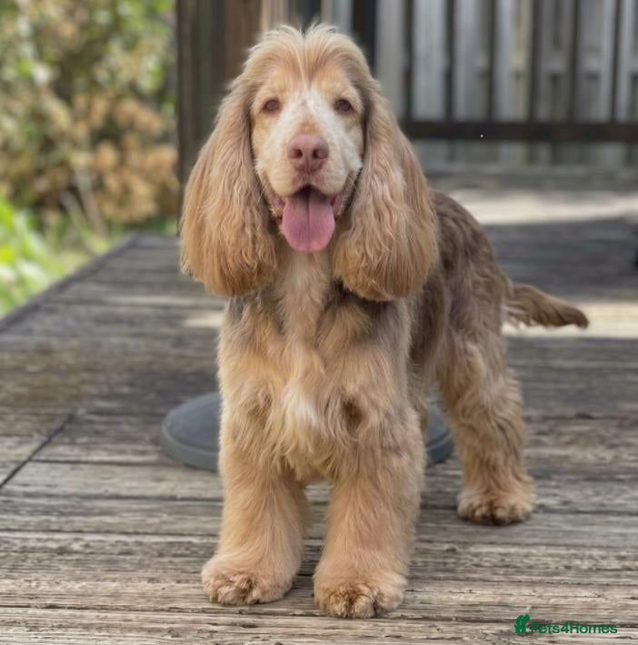 Cocker Spaniel dogs for stud: Show Cocker at stud - Advert 1