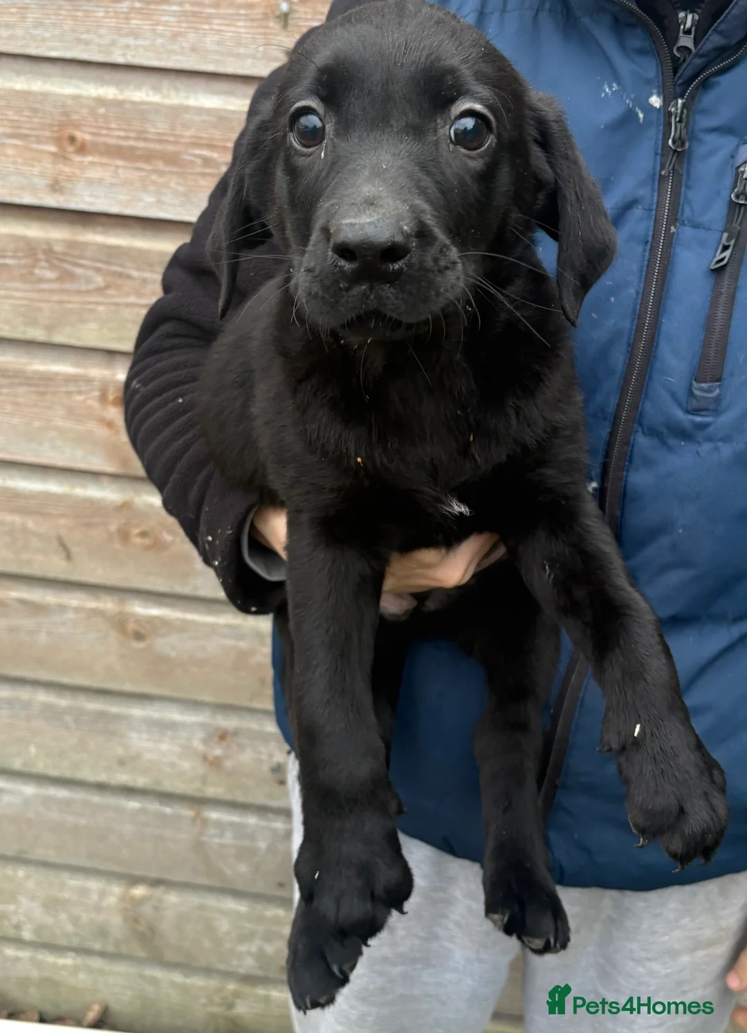Labrador Retriever dogs for sale: Labrador puppys  - Advert 7