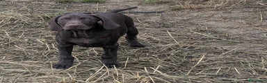 German Shorthaired Pointer 2