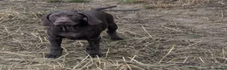 German Shorthaired Pointer dogs for sale: Beautiful German short haired pointer puppy's  - Advert 5