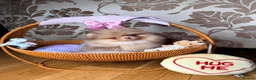 Pomeranian dogs for sale: Chocolate Merle Boy - Advert 30