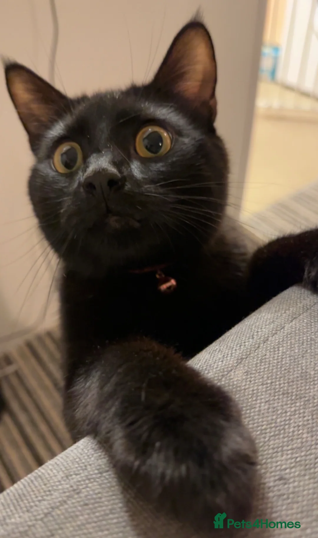 Mixed Breed cats for sale: Jasper (Male black cat)  - Advert 6