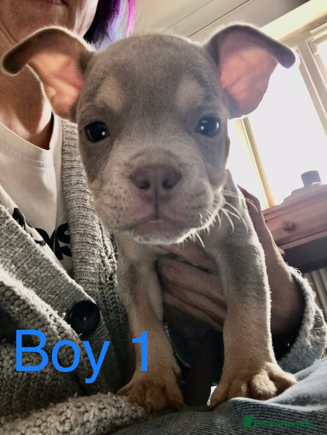 American Bully dogs for sale: Beautiful Micro bully pups - Image 3