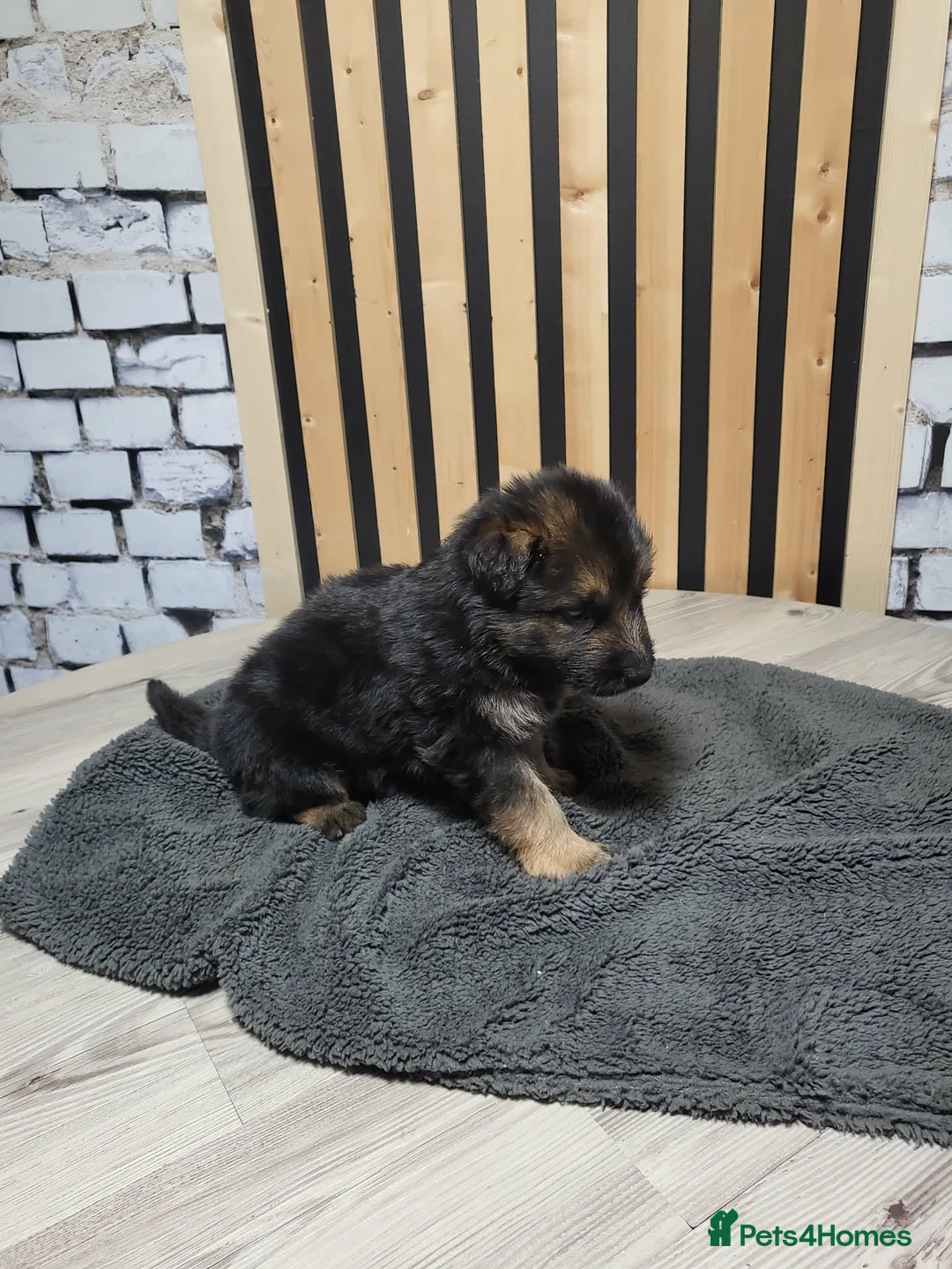 German Shepherd dogs for sale: German Shepherd/Alsatian puppies - Advert 13