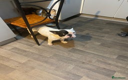French Bulldog dogs for sale: Mr alin - Image 8