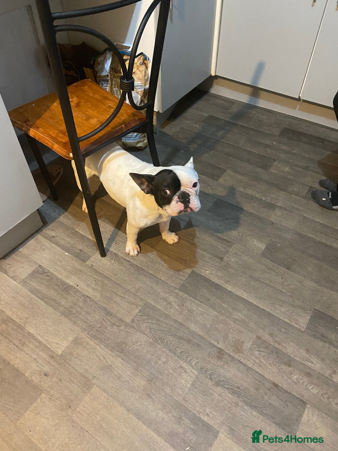 French Bulldog dogs for sale: Mr alin - Image 8
